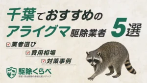千葉でおすすめのアライグマ駆除業者5選｜費用相場と業者選びのポイント