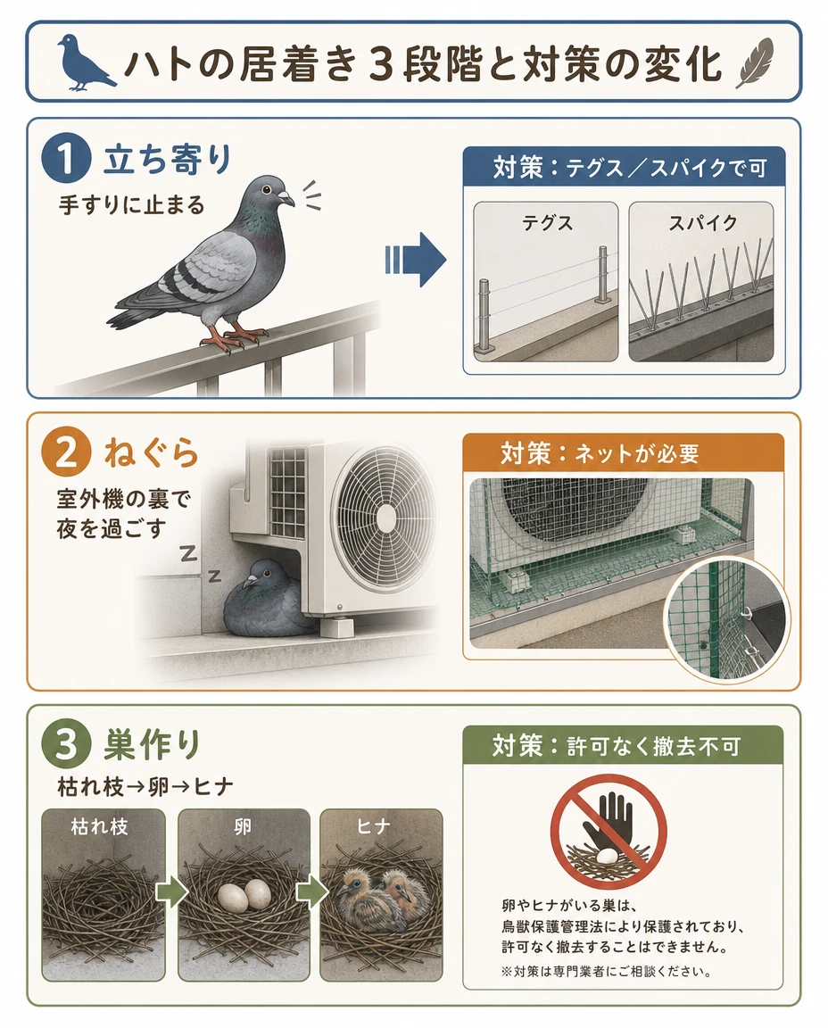 ハトの居着き3段階と対策の変化：①立ち寄り（手すりに止まる→テグス・スパイクで可）②ねぐら（室外機の裏で夜を過ごす→ネットが必要）③巣作り（枯れ枝→卵→ヒナ。卵やヒナがいる巣は許可なく撤去不可）