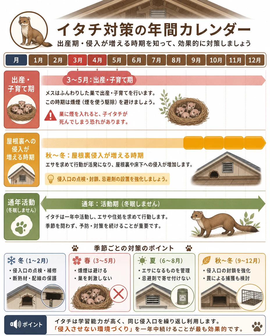 イタチ対策の年間カレンダー：3〜5月は出産・子育て期（燻煙は避ける）、秋〜冬は屋根裏への侵入が増える時期、通年活動（冬眠しない）。季節ごとの対策ポイント