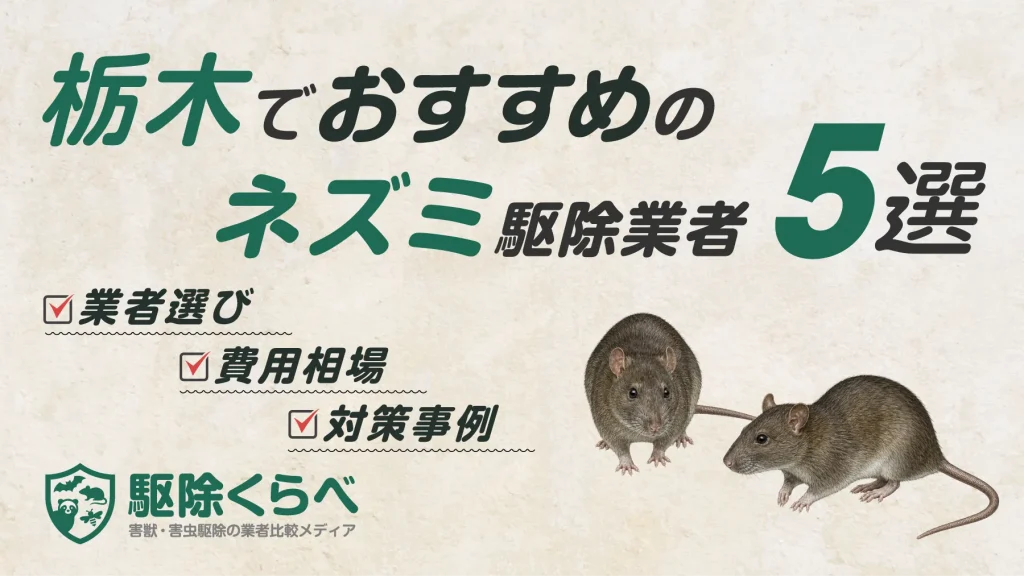 栃木でおすすめのネズミ駆除業者5選｜費用相場と業者選びのポイント