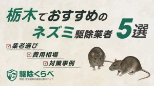 栃木でおすすめのネズミ駆除業者5選｜費用相場と業者選びのポイント